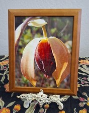 Framed wildflower photography