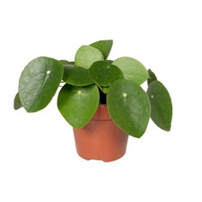 Pilea peperomioides –