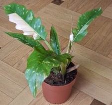 Philodendron 'Ring of Fire' - Ø 12 cm Topf - exotische Grünpflanze 30cm mit Topf