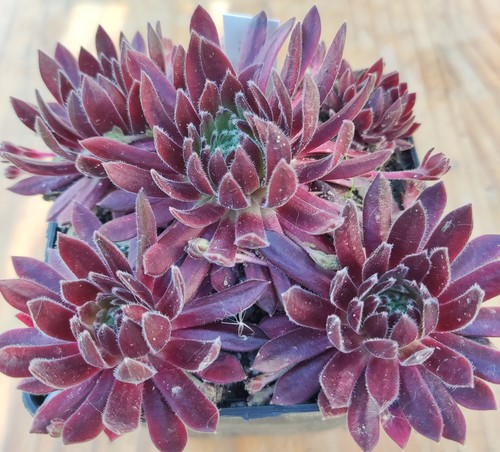 Sempervivum terracotta baby - sempervivum, "terracotta