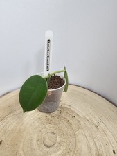 Heavenly hoya - heavenly,