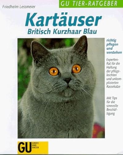 Kartäuser britisch kurzhaar - britisch,