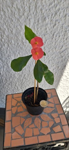 Euphorbia geroldii kakteen und - euphorbia,