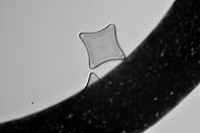 Kieselalgen-Objektträger, Triceratium arcticum, Lewis Island, WA Firth