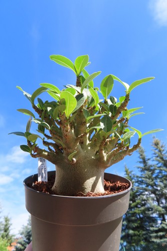 Adenium obesum wüstenrose - adenium,