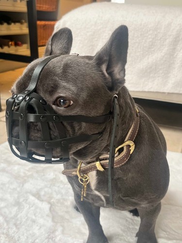 Licht leder hundemaulkorb - licht, für