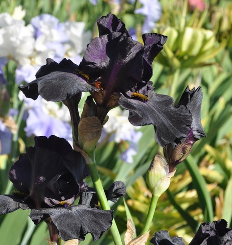 Mittelhohe schwertlilie black - mittelhohe,