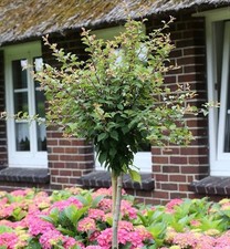 Hochstamm Geschlitzte