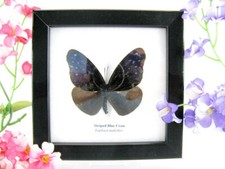 Striped Blue Crow - echter