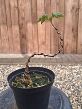 Bergahorn, Pre Bonsai, Bonsai