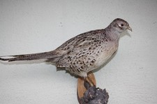 Tierpräparat Fasan, Henne