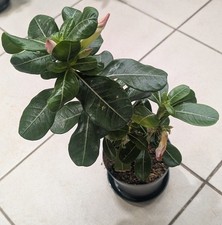Wüstenrose Adenium 