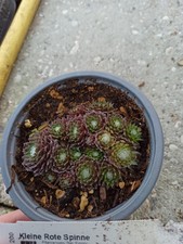 Sempervivum "kleine rote