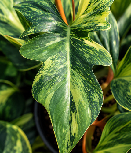 8000851 philodendron - 8000851,