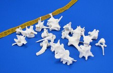 20er Pack Wirbelknochen