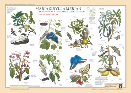Poster maria sibylla - "maria, merian