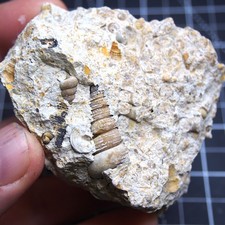 Gastropod Granulolabium sp