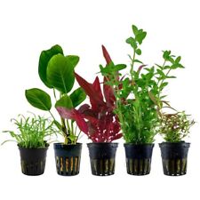 Pflanzen Set mit 5 Einsteiger