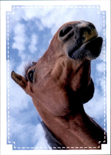 Panini pferde meine - -,
