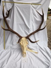 Rothirsch Geweih Rotwild 5,2