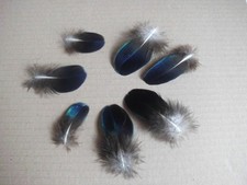 10  kleine  blauschimmernde