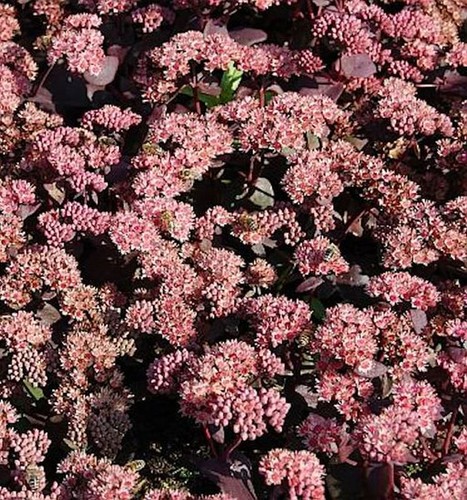 Prächtige fetthenne purple - prächtige,
