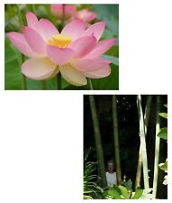 SAMEN angesagter LOTUS und schnell wachsender RIESEN-BAMBUS winterhart im Garten