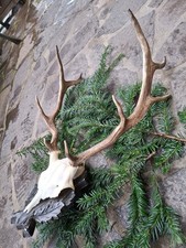 Hirschgeweih 10Ender