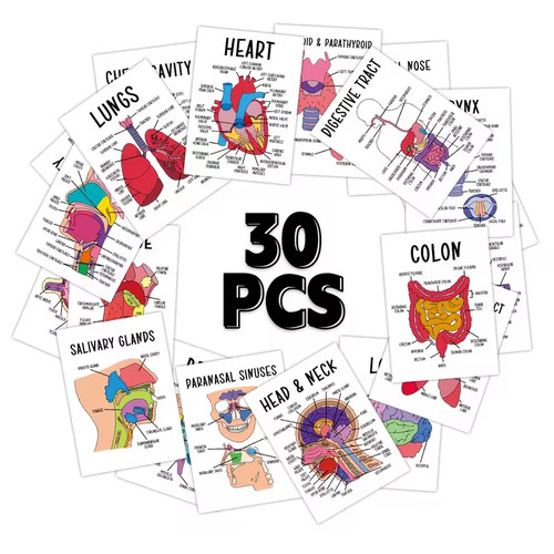 Lernkarten anatomie des - 30,