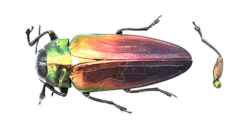 Buprestidae belionota - buprestidae,,