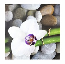 Wandbild orchidee bambus - wandbild,