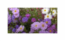 0,2 g Saatgut Alpenastern Trimix Garten Pflanzen - Samen F-S528