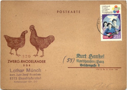 Szg zwerg rhodeländer ddr - zwerg-rhodeländer,