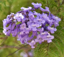Jacaranda mimosifolia | Blue jacaranda | Fern tree - Blauer Jacaranda | Farnbaum