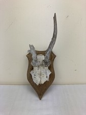 Rehgeweih auf Holz Vintage