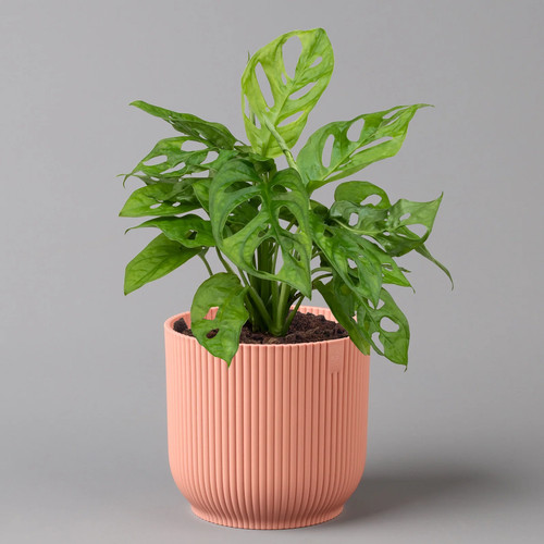 Monstera adansonii - , in