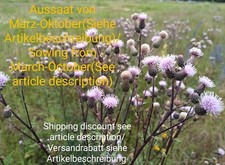 Ackerkratzdistel, Cirsium arvense, Corn thistle, 100 seeds, samen,Bienenweide