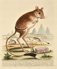 Georg Edwards 1752 Original Antique Print Jerbua Springmaus Jerboa Jumping Mouse