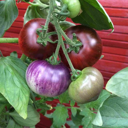 Blaue tomaten blue tomato für - tomaten,
