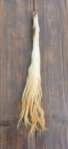 Kuhschweif ochsenschweif - kuhschweif,