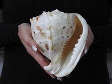 Muschel Cassis Cornuta 151mm