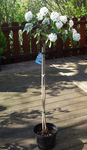 Schneeball eskimo viburnum - schneeball,