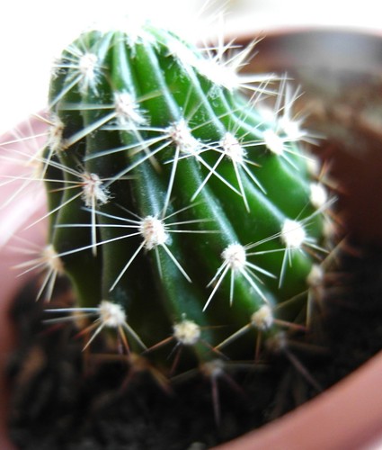 Echinopsis bauernkaktus - echinopsis,