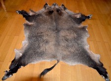 Wildschwein/KEILERdecke KRAMPUSFELL