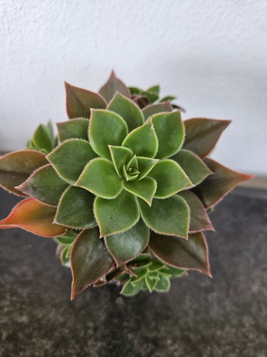 Sukkulente aeonium - sukkulente,
