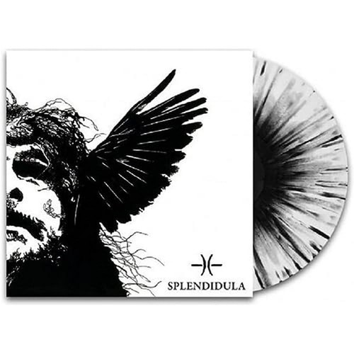 Splendidula somnus indies - splendidula, &