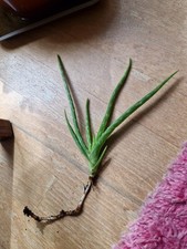 Aloe Vera Pflanze, echte Aloe Vera,Zimmerpflanze Heilpflanze ,Ableger 