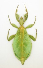 Leaf Insect -Phylliidae