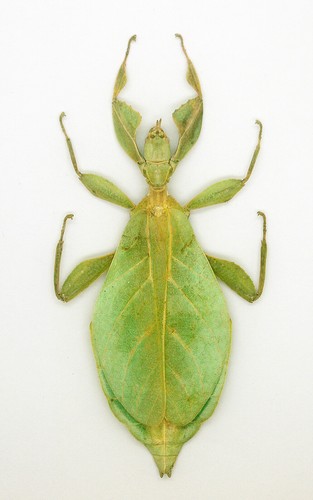 Leaf insect phylliidae - leaf,