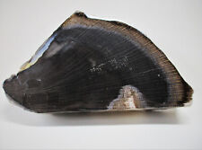 +++ versteinertes Holz -- Oregon, USA +++ polierte Scheibe